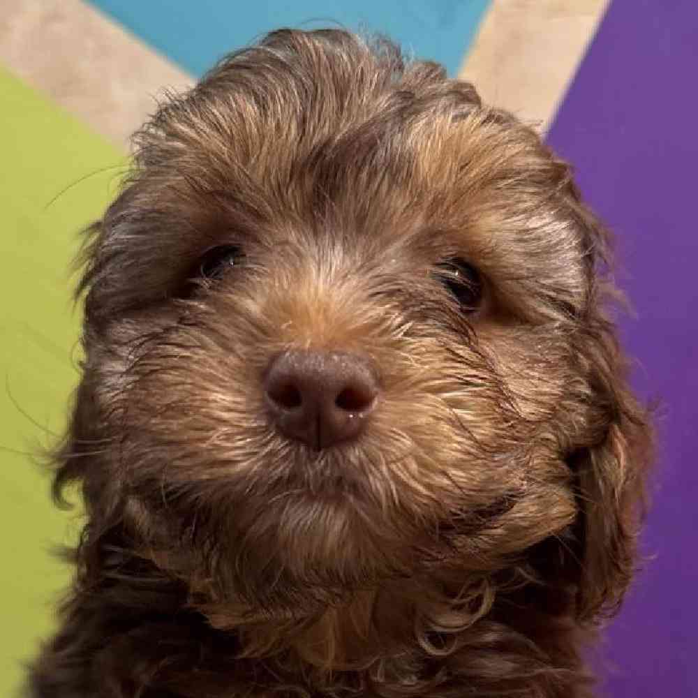 carousel pet images