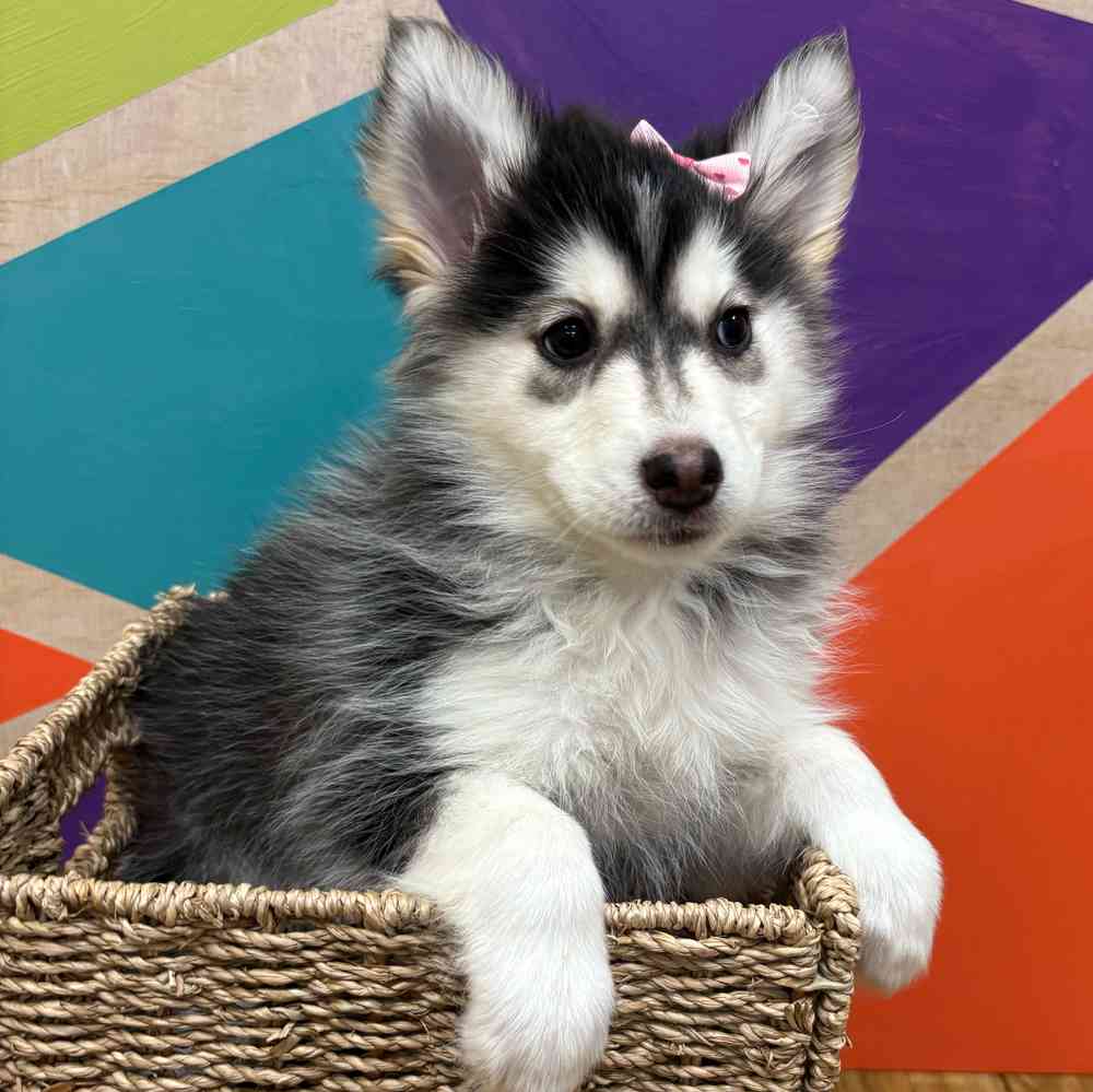 carousel pet images