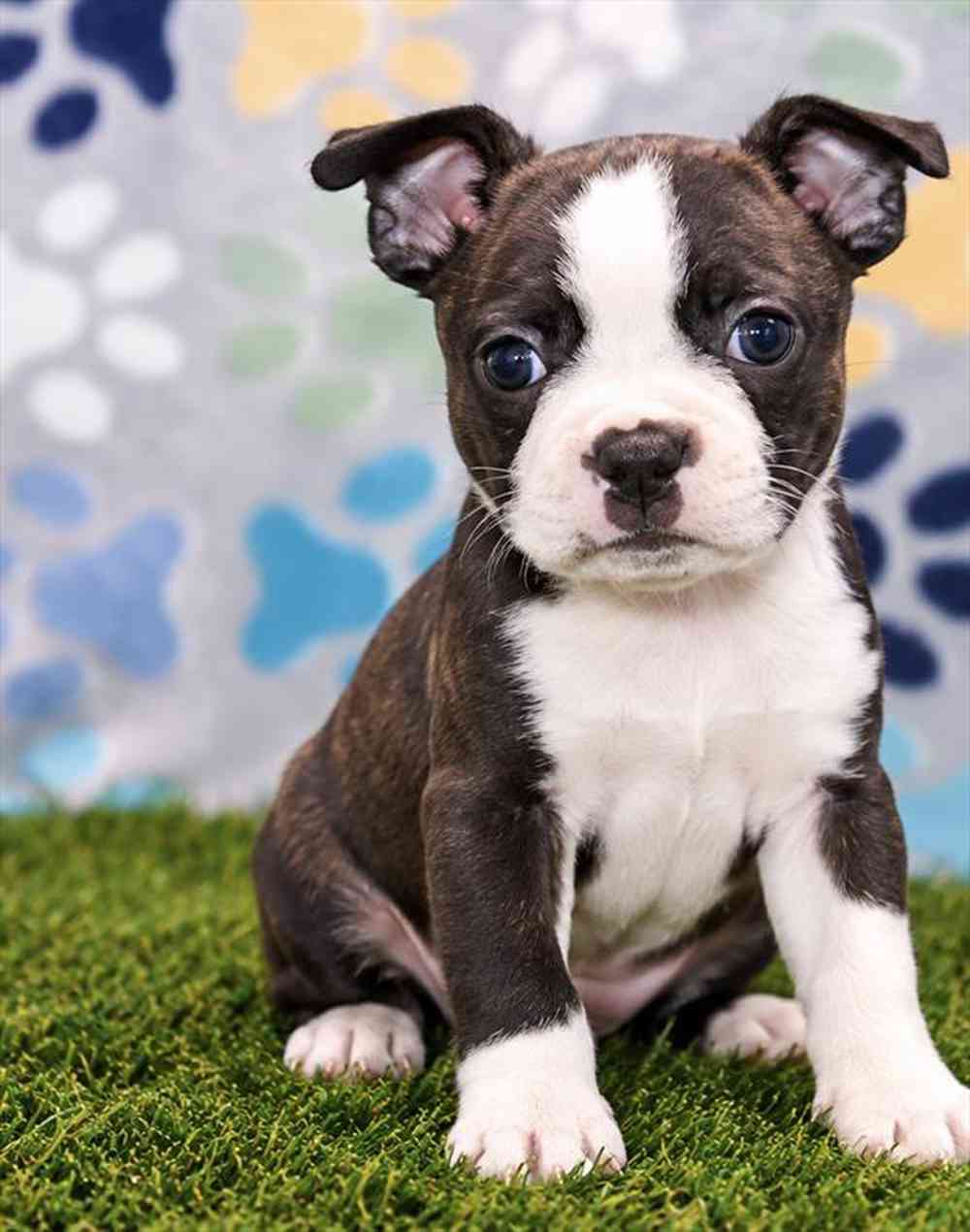 carousel pet images