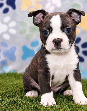 Boston Terrier