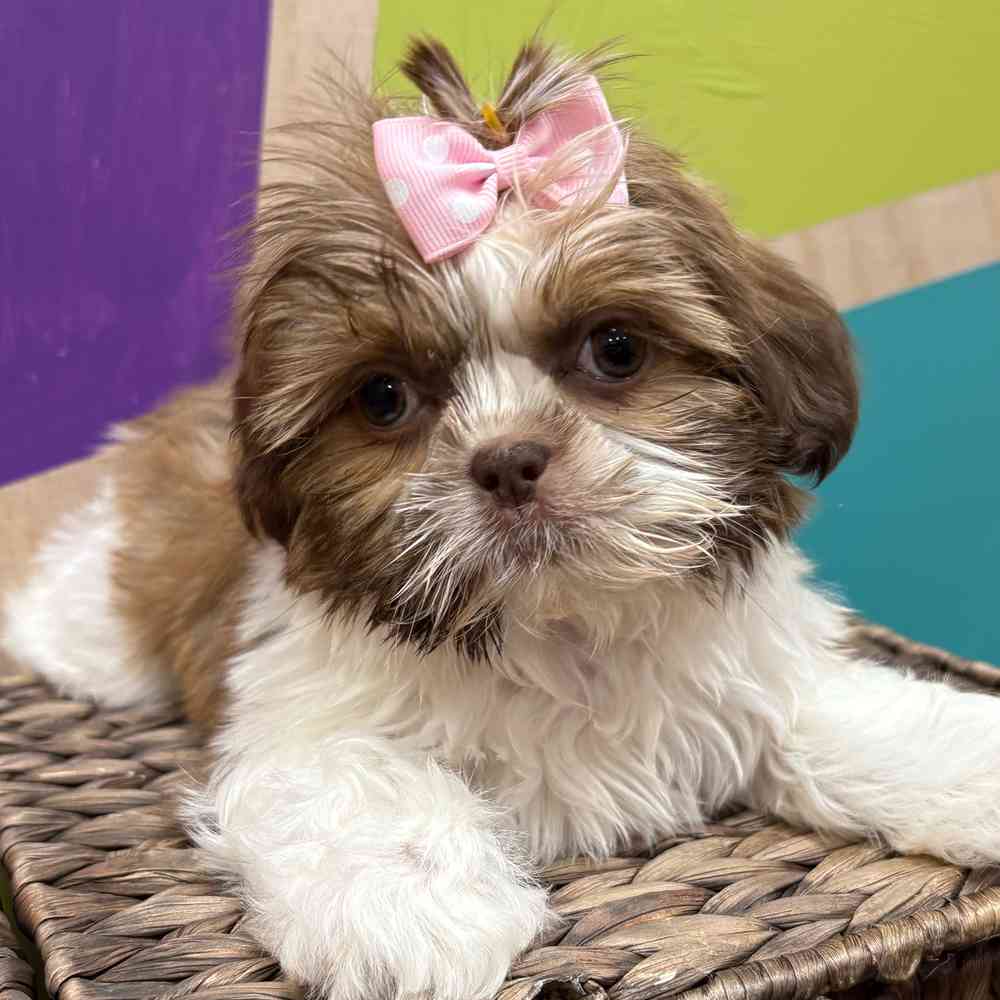 pet breed image
