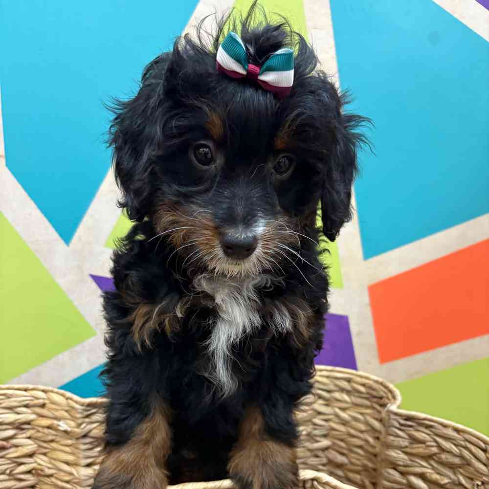 carousel pet images