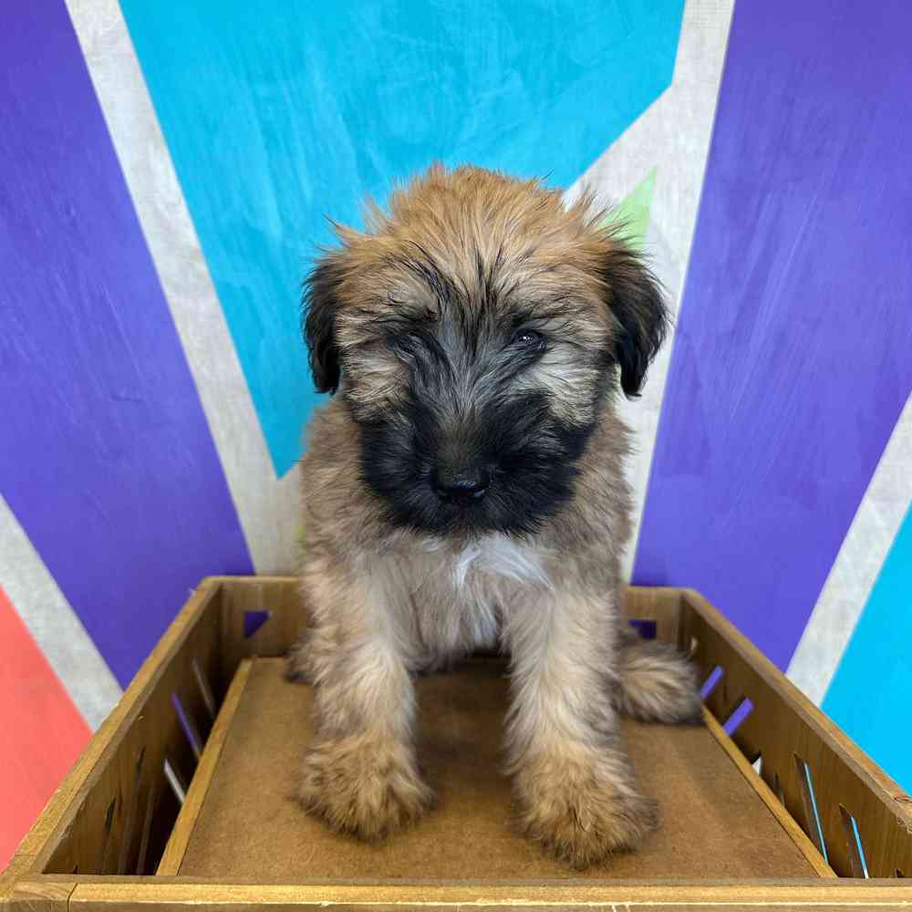 Image of a pet breed in the gallery