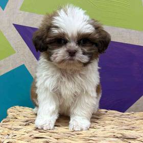 Shih Tzu