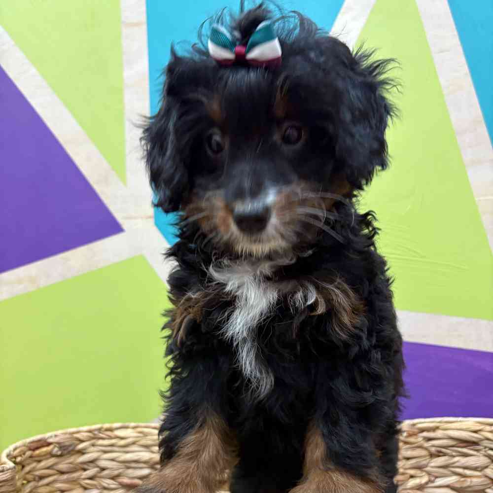 carousel pet images