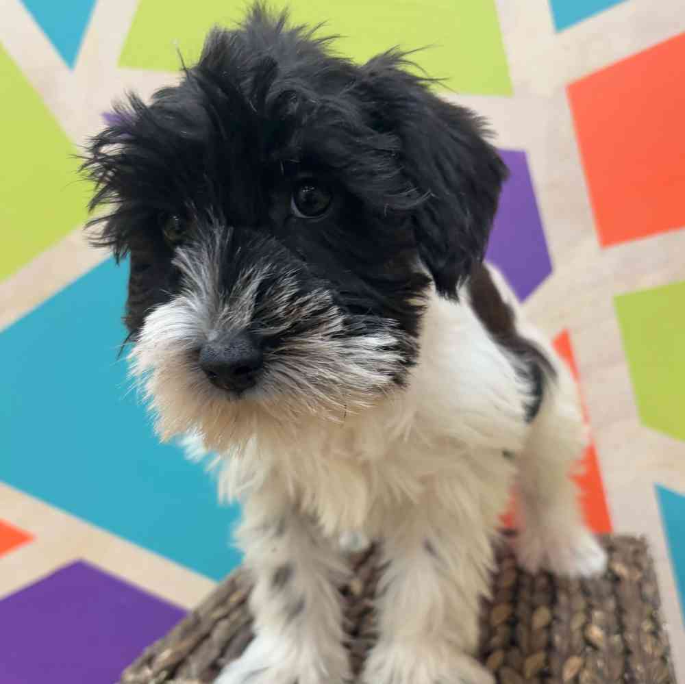 carousel pet images