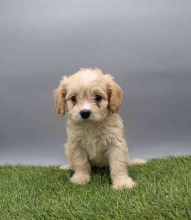 Cavachon