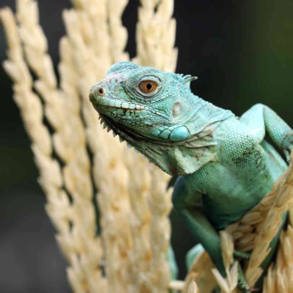 Reptile