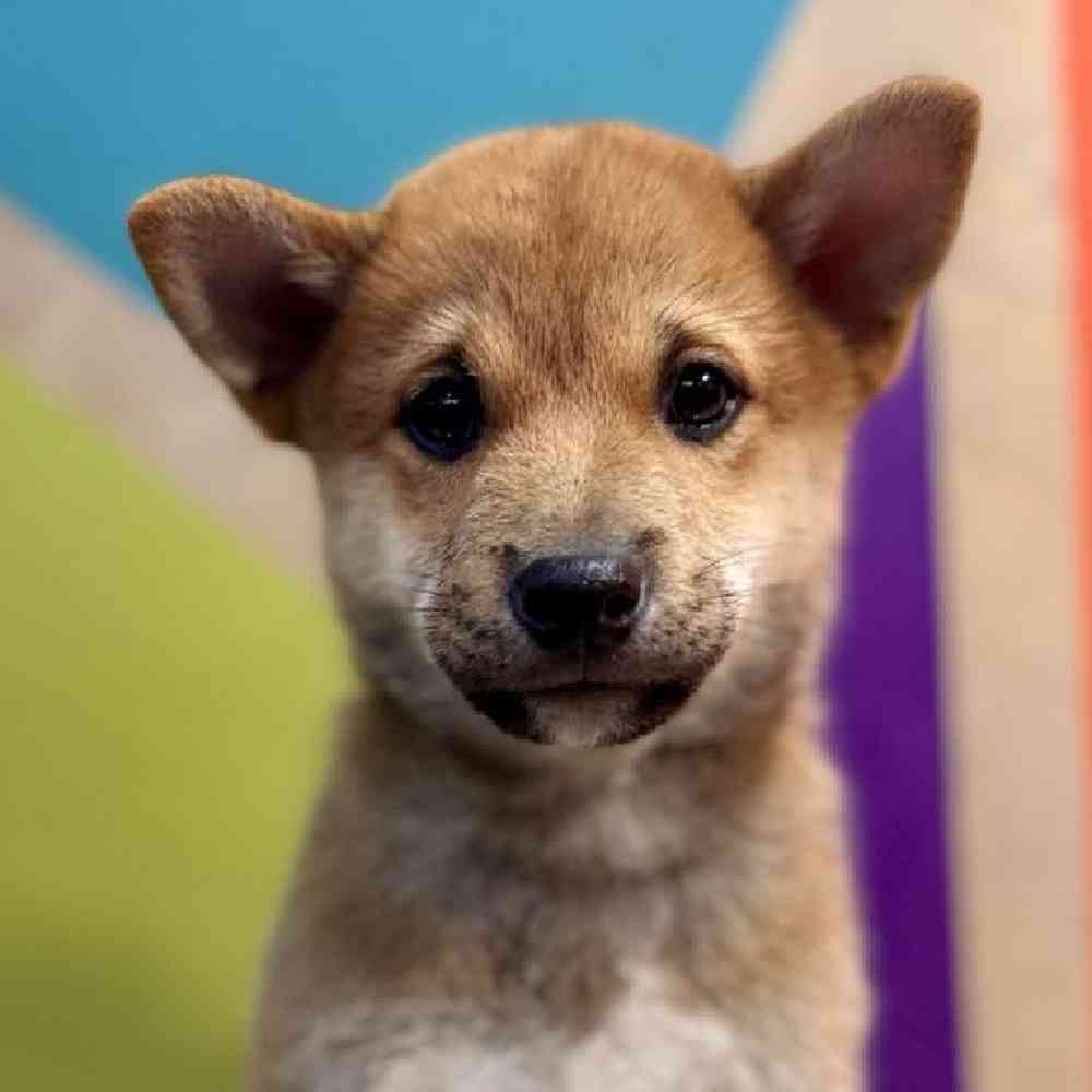 pet breed image