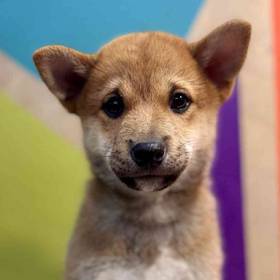 Shiba Inu