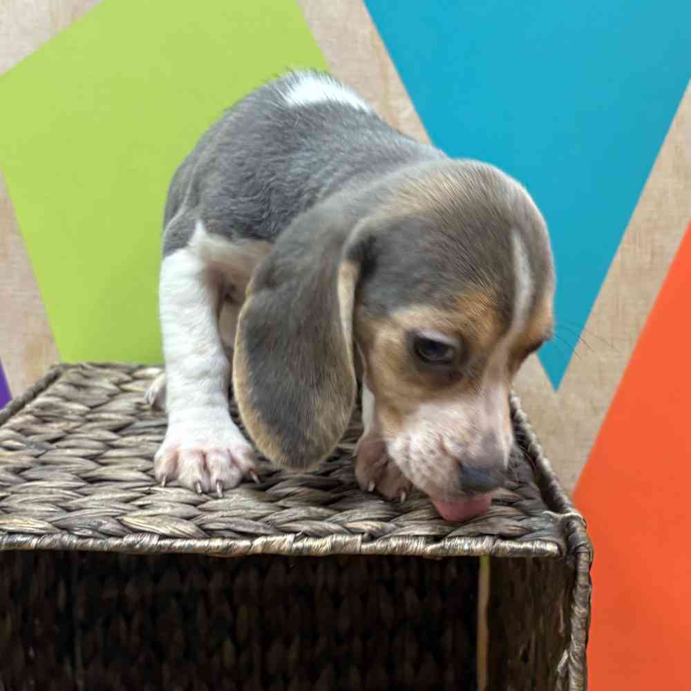 carousel pet images