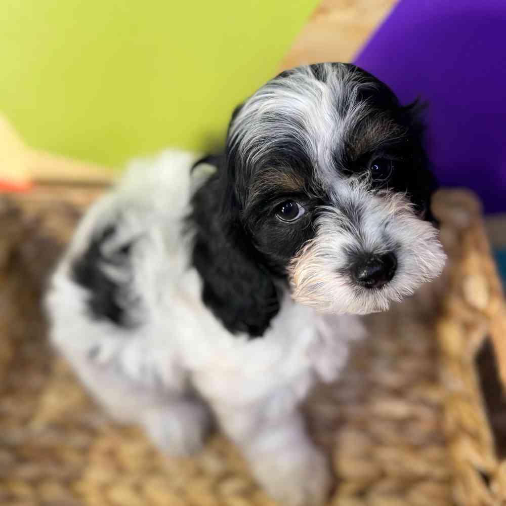 pet breed image
