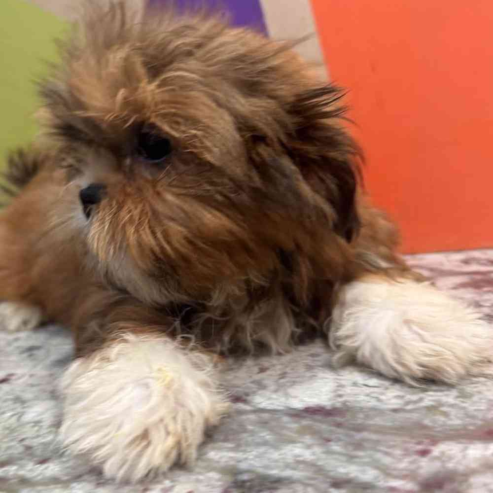 carousel pet images
