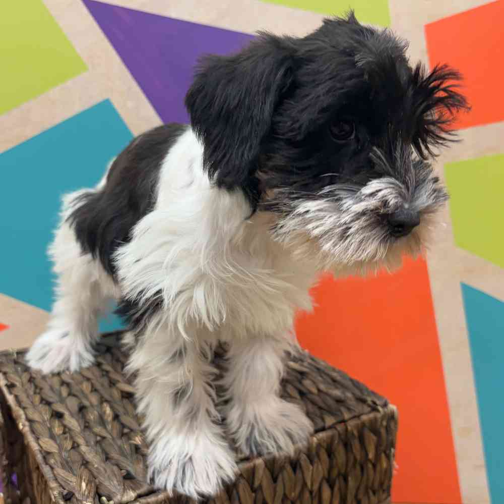 carousel pet images