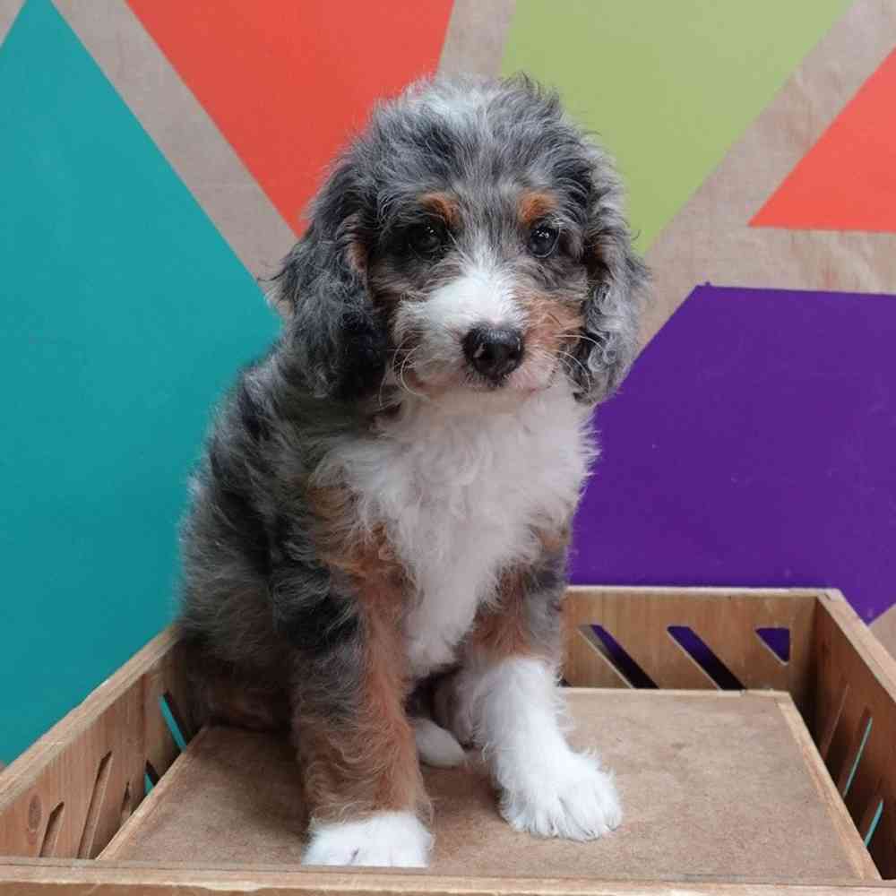 carousel pet images