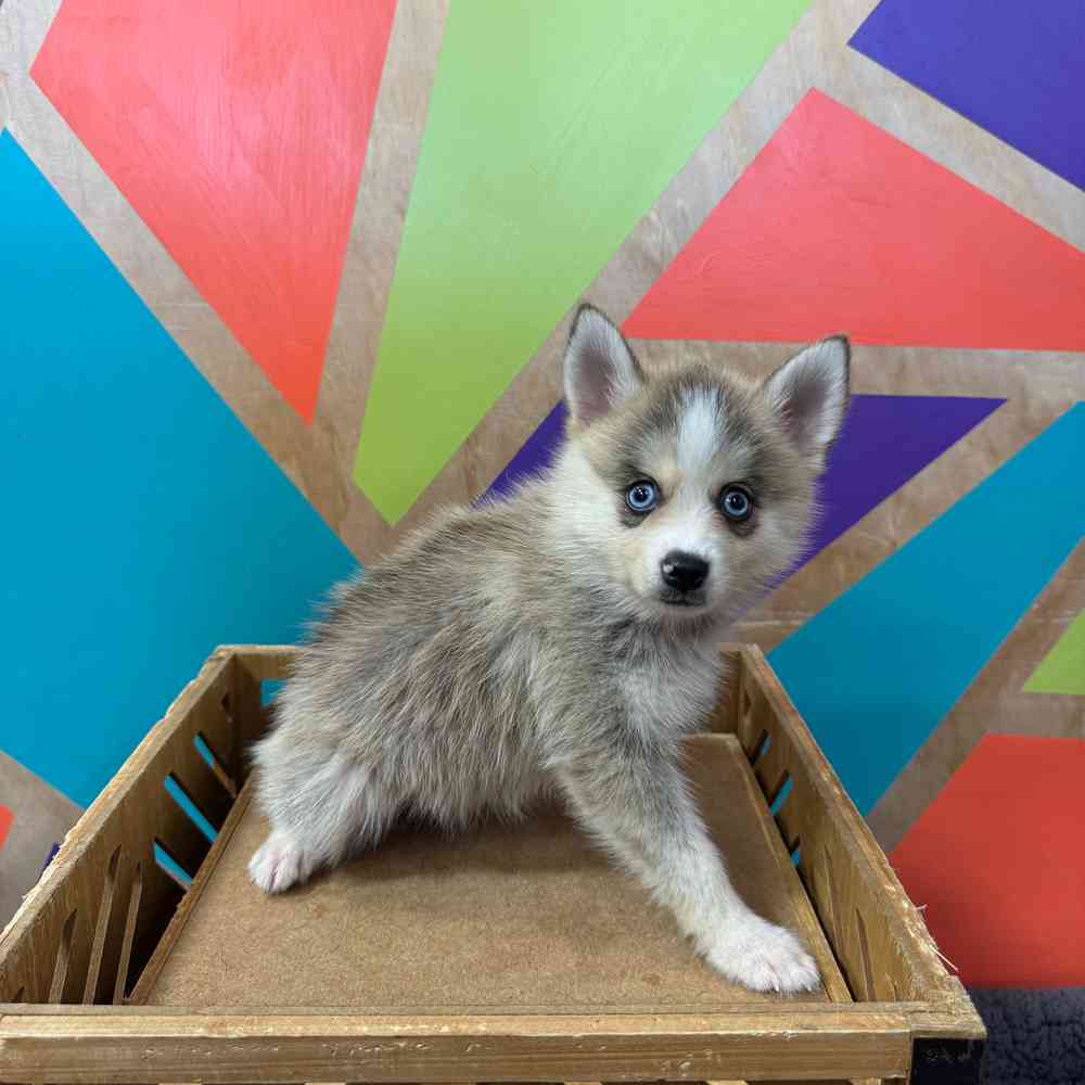 pet breed image