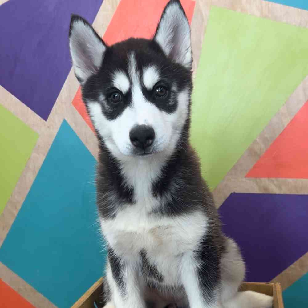 pet breed image