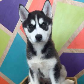 Siberian Husky