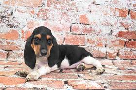 Basset Hound