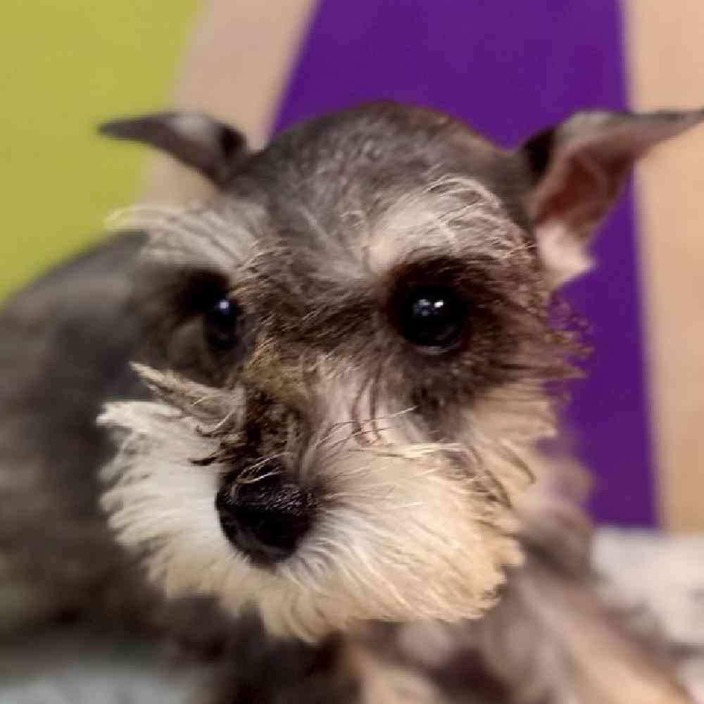 carousel pet images
