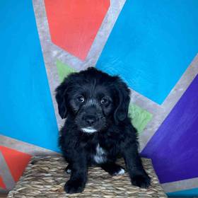 Mini Labradoodle