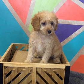Cavapoo