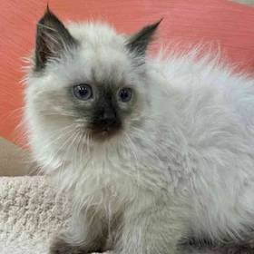 Ragdoll