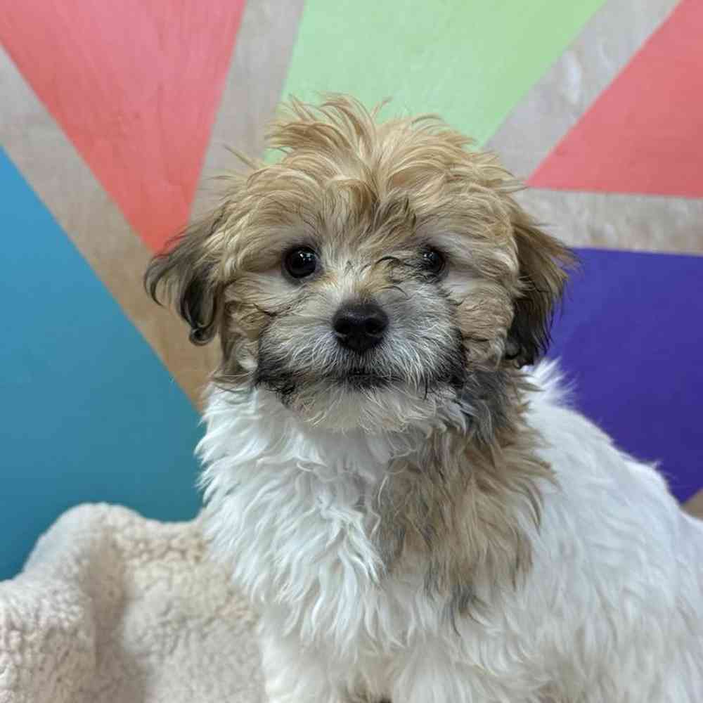 carousel pet images