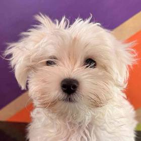 Maltese