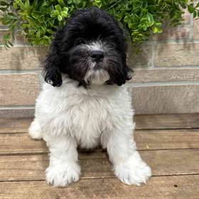 Teddy Bear