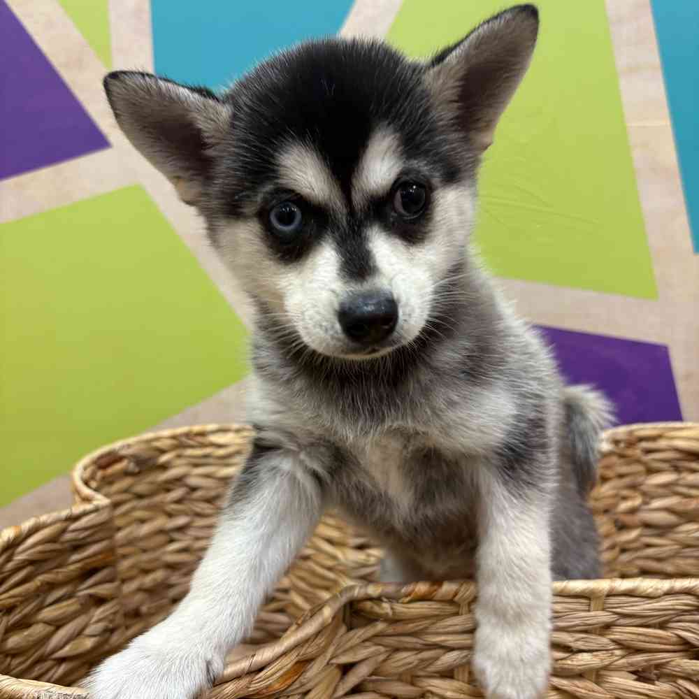 Image of a pet breed in the gallery