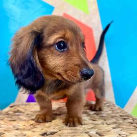 Mini Dachshund