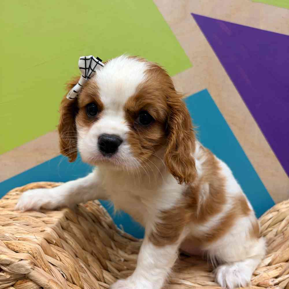 pet breed image