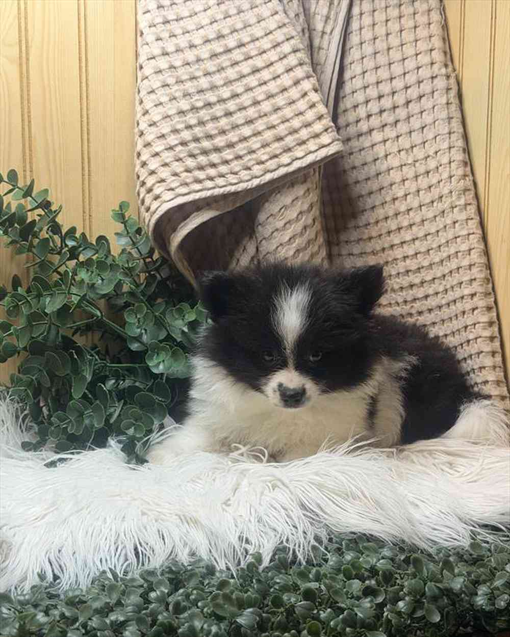 carousel pet images