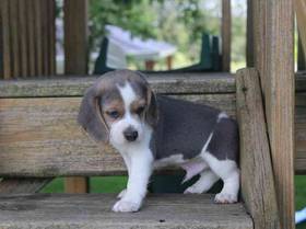 Beagle
