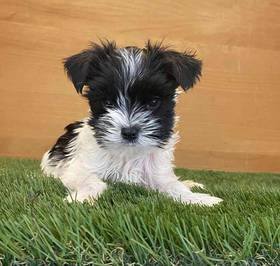 Yorkie