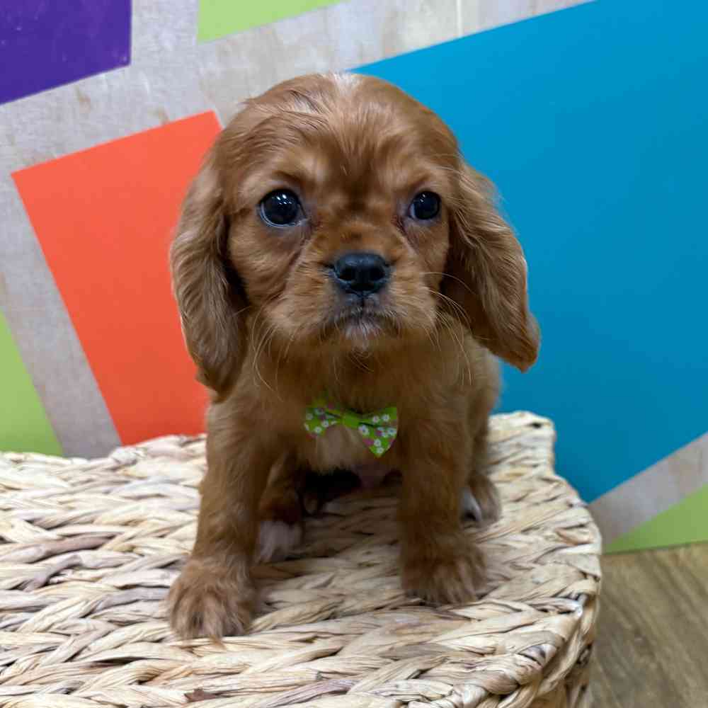 carousel pet images