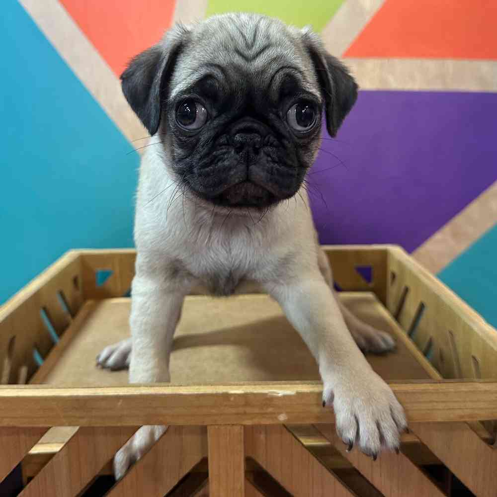 carousel pet images
