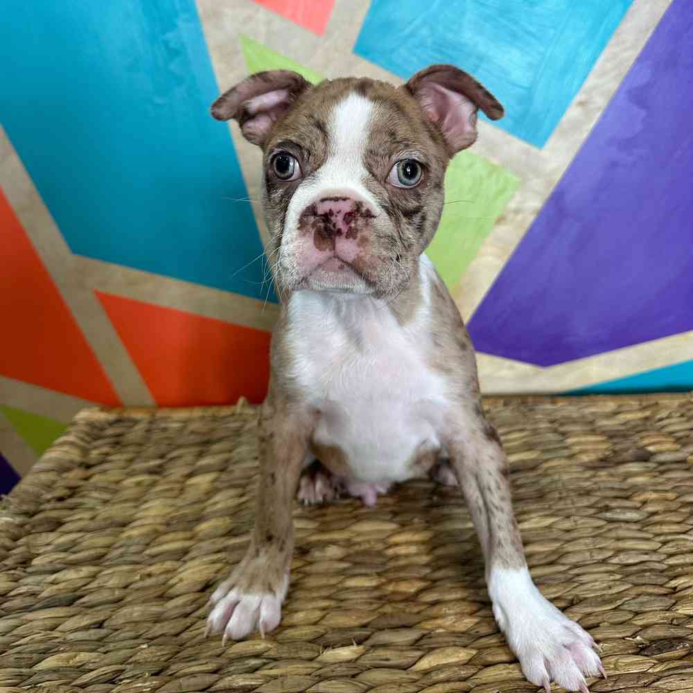 carousel pet images