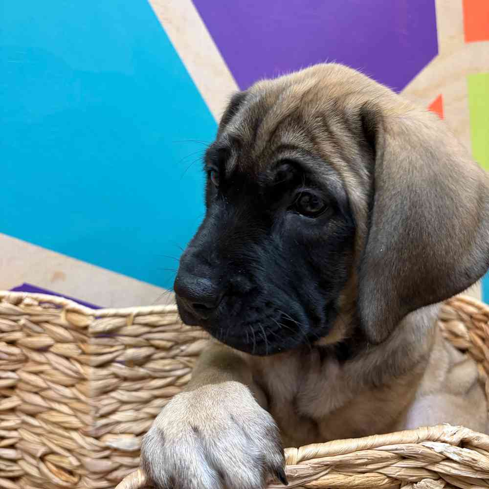 pet breed image