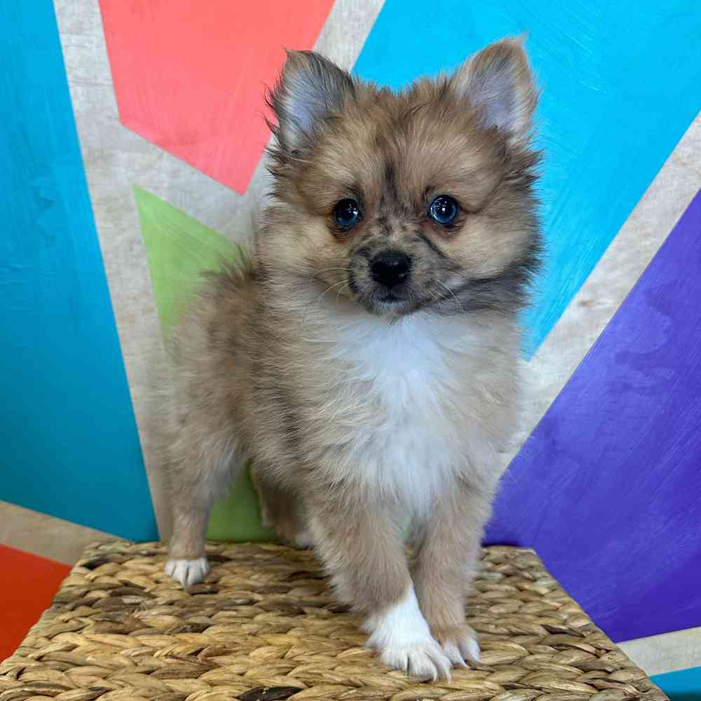 carousel pet images