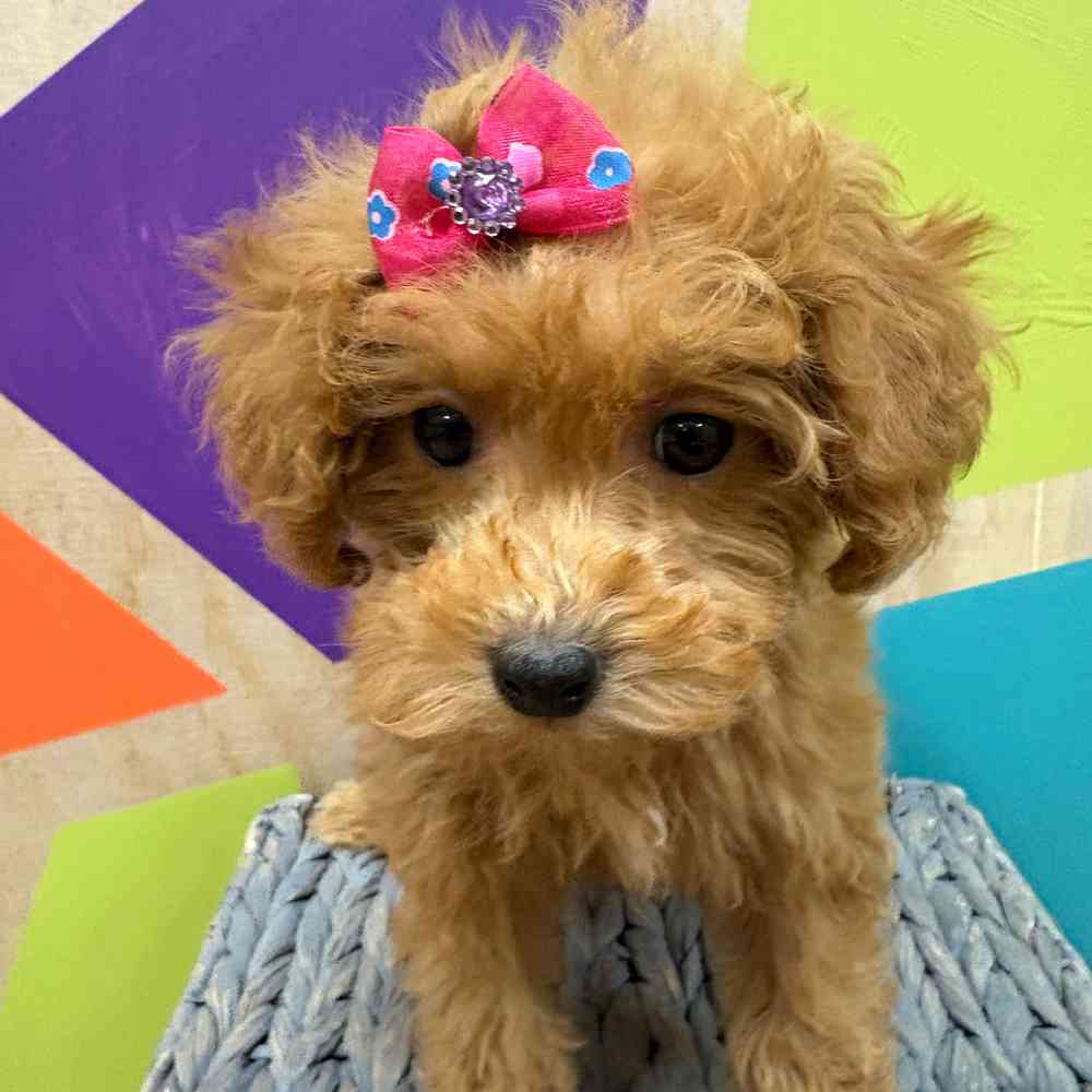 carousel pet images