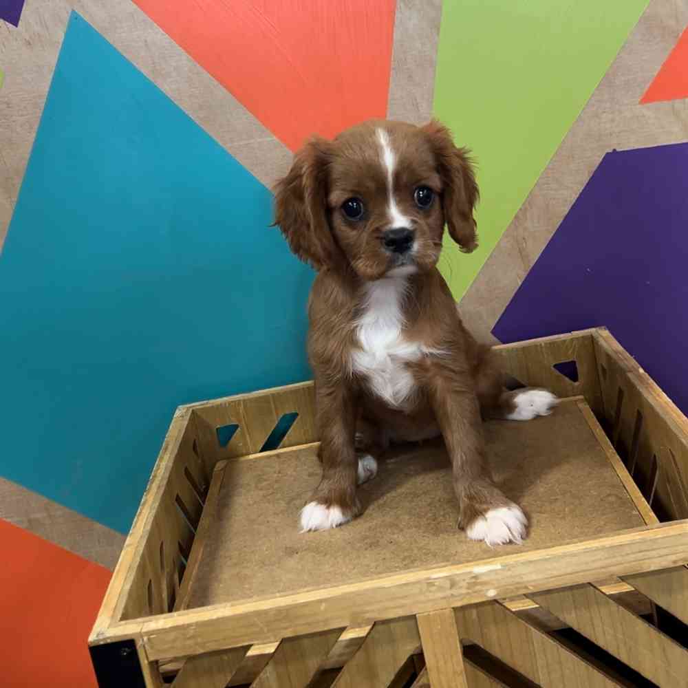 carousel pet images