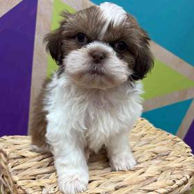 Shih Tzu