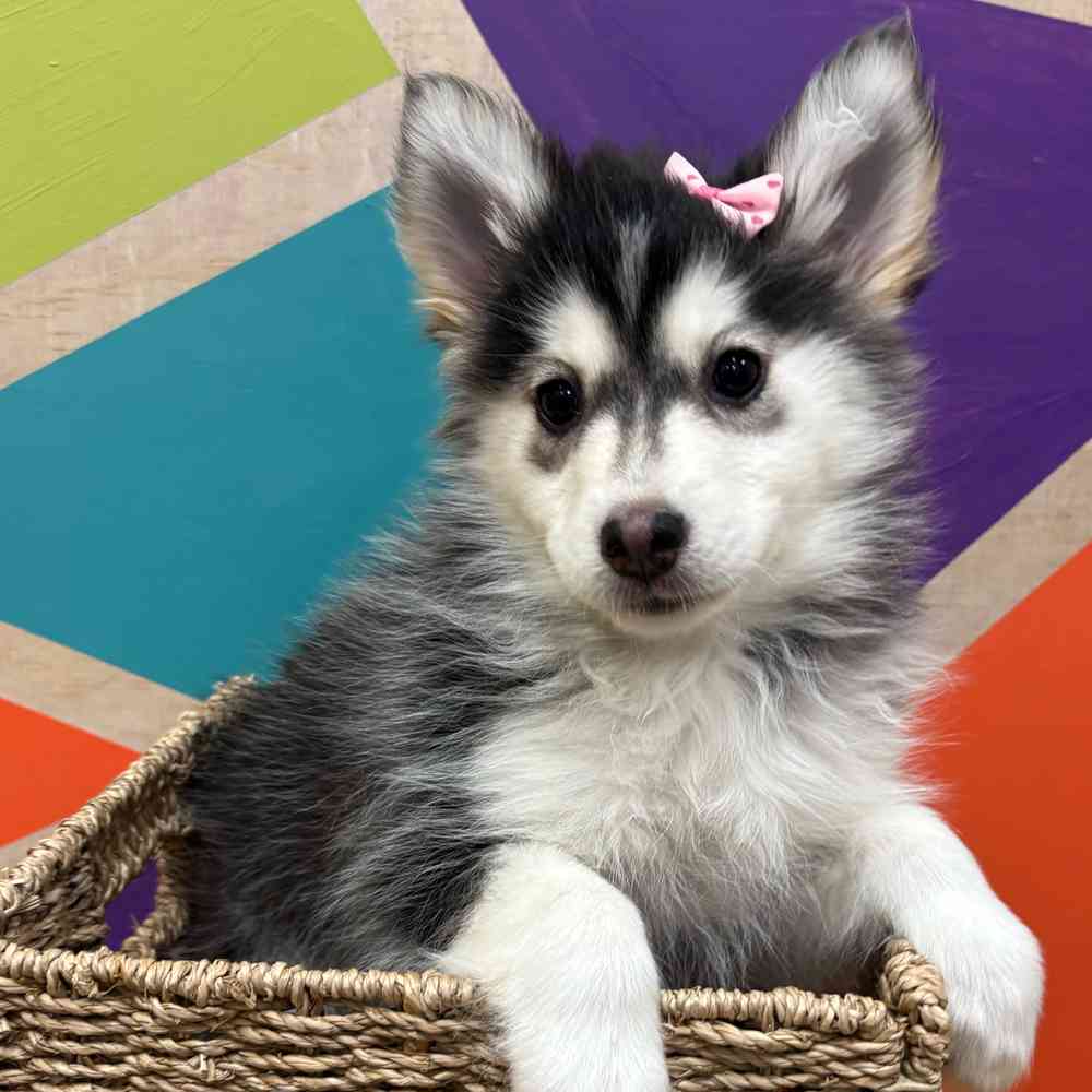 carousel pet images