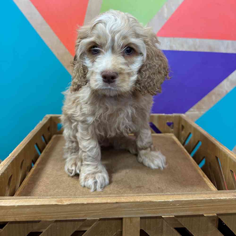 carousel pet images