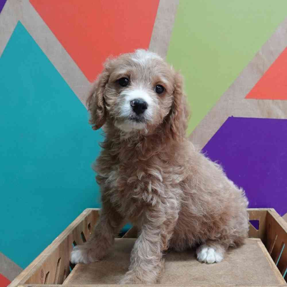 carousel pet images