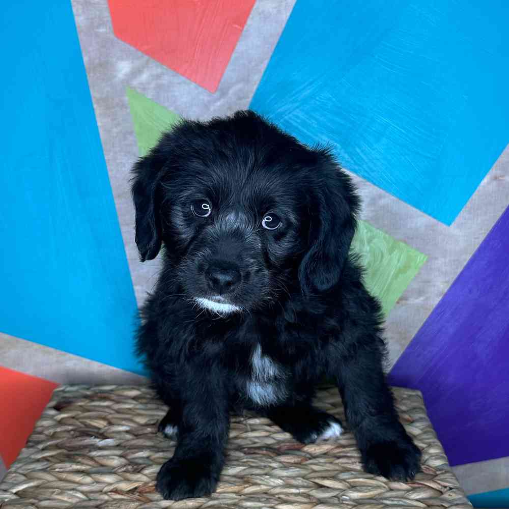 carousel pet images