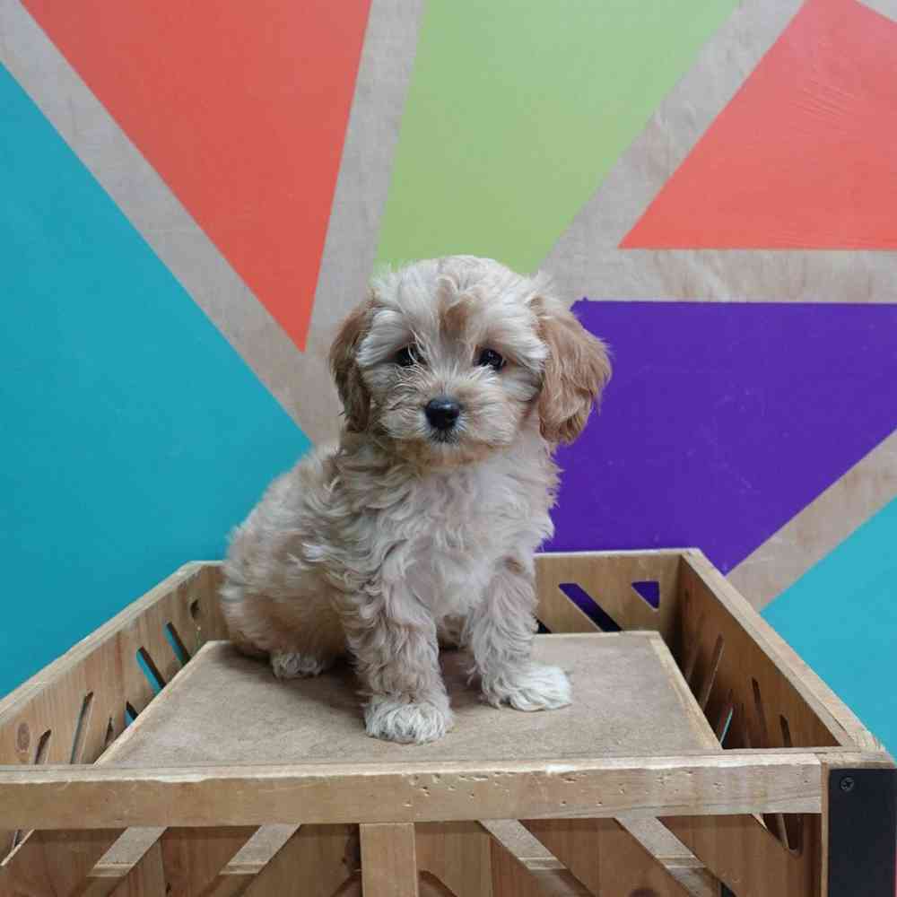carousel pet images