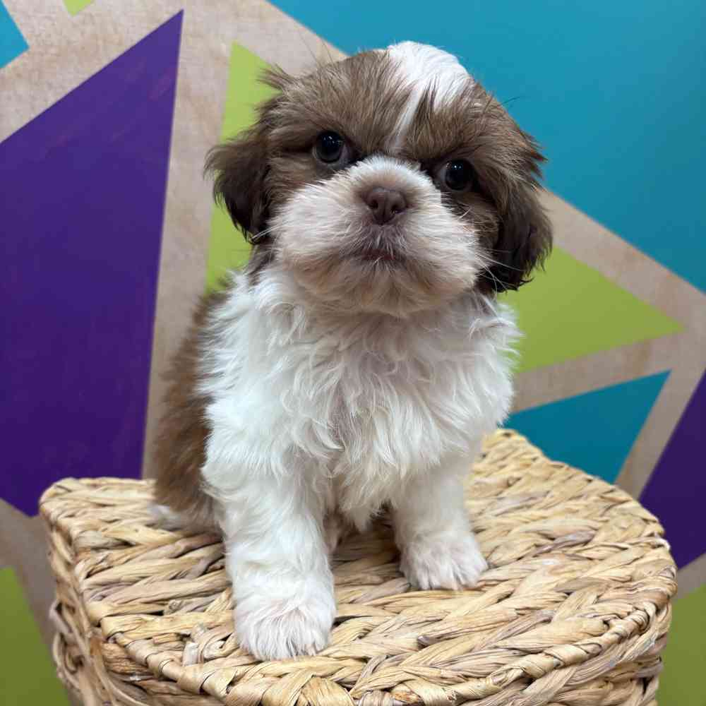carousel pet images